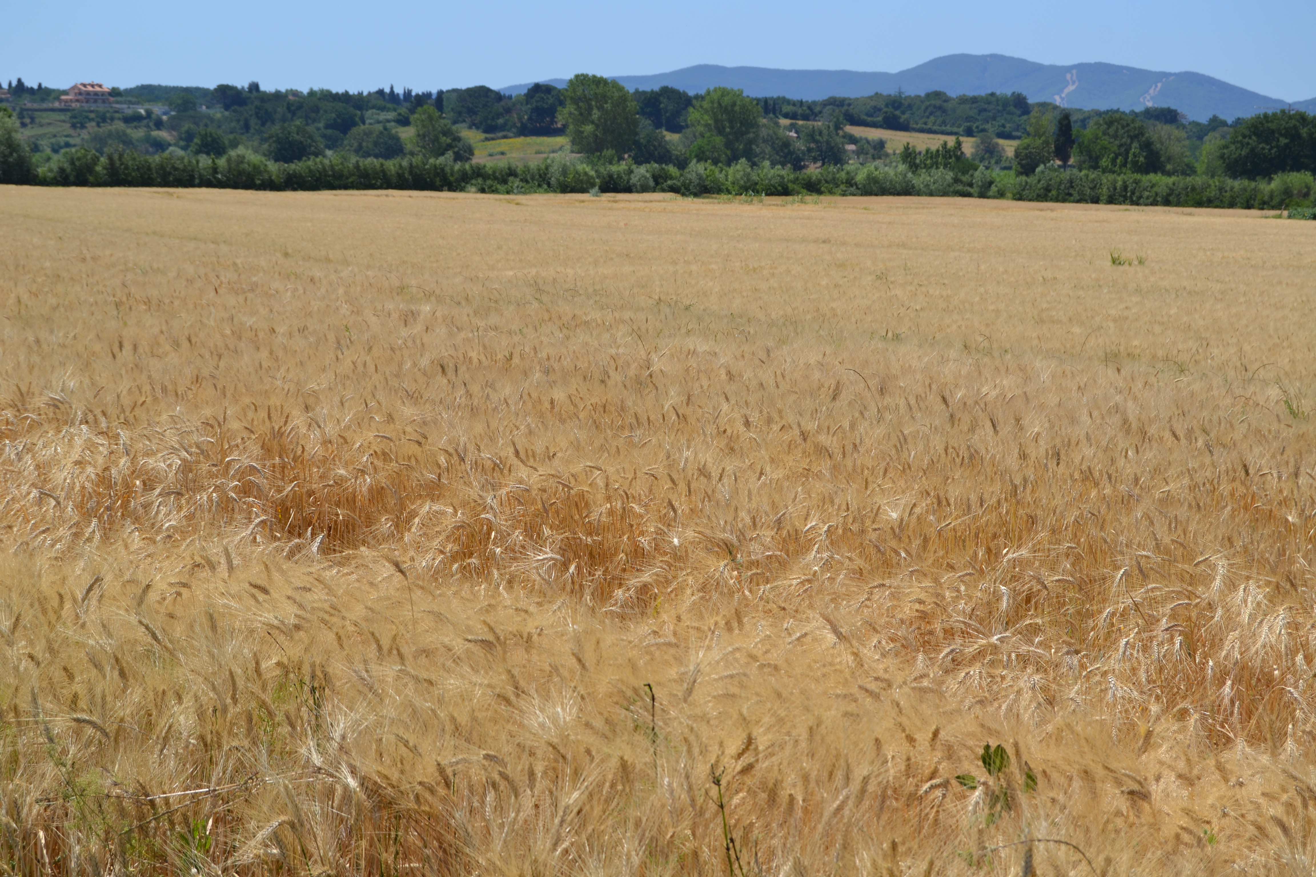 TuscanColors – Blonde Wheat